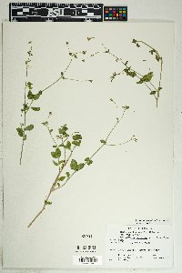 Commicarpus scandens image