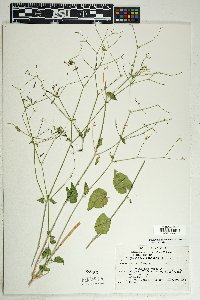 Commicarpus scandens image