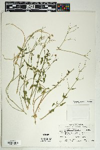 Commicarpus scandens image