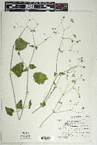 Commicarpus scandens image