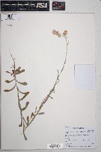 Pseudognaphalium luteoalbum image