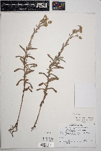 Pseudognaphalium luteoalbum image