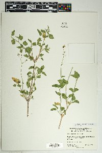 Commicarpus scandens image