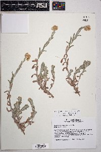 Pseudognaphalium luteoalbum image