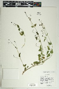 Commicarpus scandens image