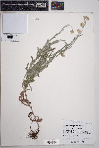 Pseudognaphalium luteoalbum image