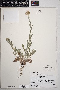 Pseudognaphalium luteoalbum image