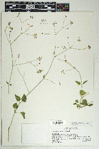 Commicarpus scandens image