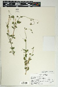 Commicarpus scandens image