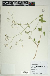 Commicarpus scandens image