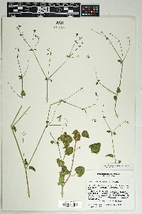 Commicarpus scandens image