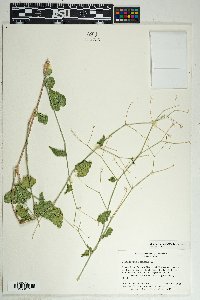 Commicarpus scandens image