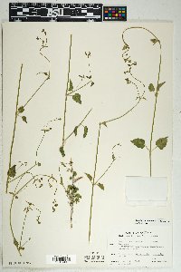 Commicarpus scandens image