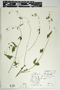 Commicarpus scandens image