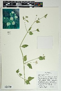 Commicarpus scandens image