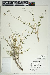 Commicarpus scandens image