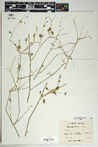 Commicarpus scandens image