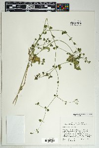 Commicarpus scandens image