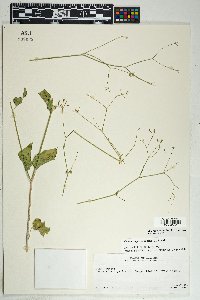 Commicarpus scandens image