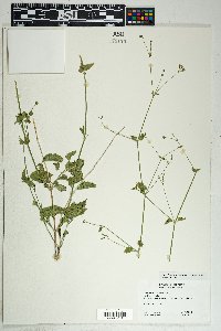 Commicarpus scandens image