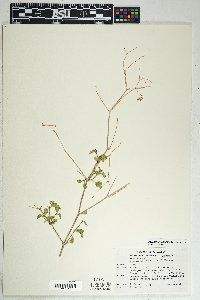 Commicarpus scandens image