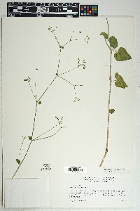 Commicarpus scandens image