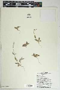 Boerhavia wrightii image