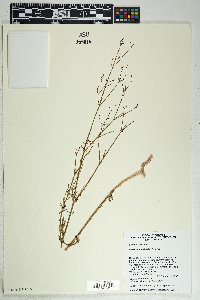 Boerhavia wrightii image