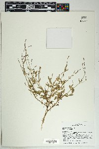 Boerhavia wrightii image