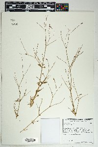 Boerhavia wrightii image