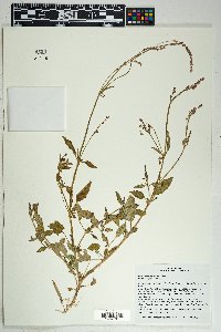 Boerhavia wrightii image