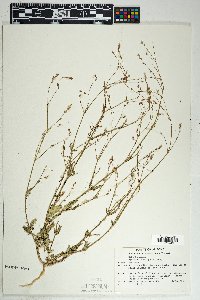 Boerhavia wrightii image