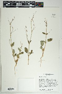 Boerhavia wrightii image