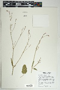 Boerhavia wrightii image