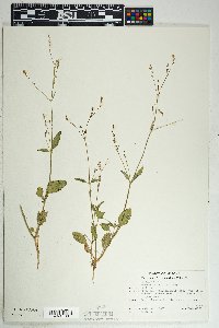 Boerhavia wrightii image