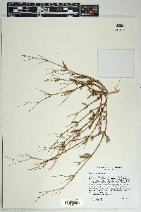 Boerhavia wrightii image