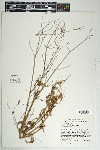 Boerhavia wrightii image