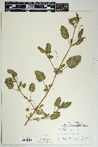 Boerhavia wrightii image