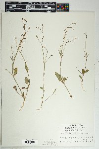 Boerhavia wrightii image