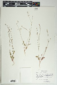 Boerhavia wrightii image