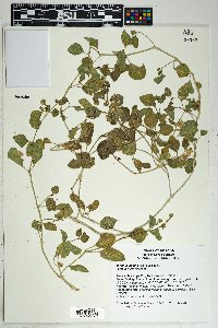 Mirabilis pumila image