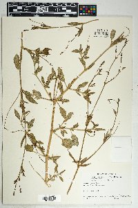 Boerhavia spicata image