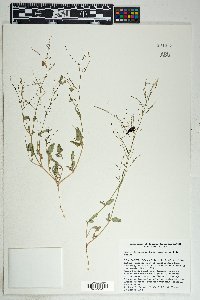 Boerhavia coulteri image