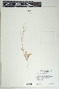 Boerhavia spicata image