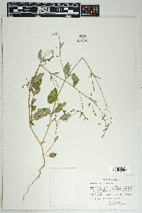 Boerhavia spicata image