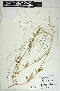 Boerhavia wrightii image