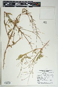 Boerhavia wrightii image