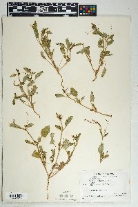 Boerhavia wrightii image