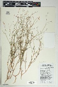 Boerhavia wrightii image