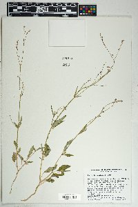 Boerhavia wrightii image